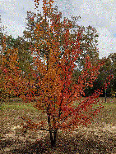 Pear Tree 11-8-20.gif