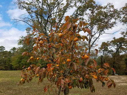 Persimmon Tree 11-8-20.gif