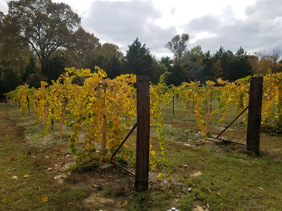 Vineyard 11-8-20 #2.gif