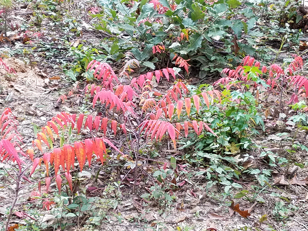 Sumac.gif