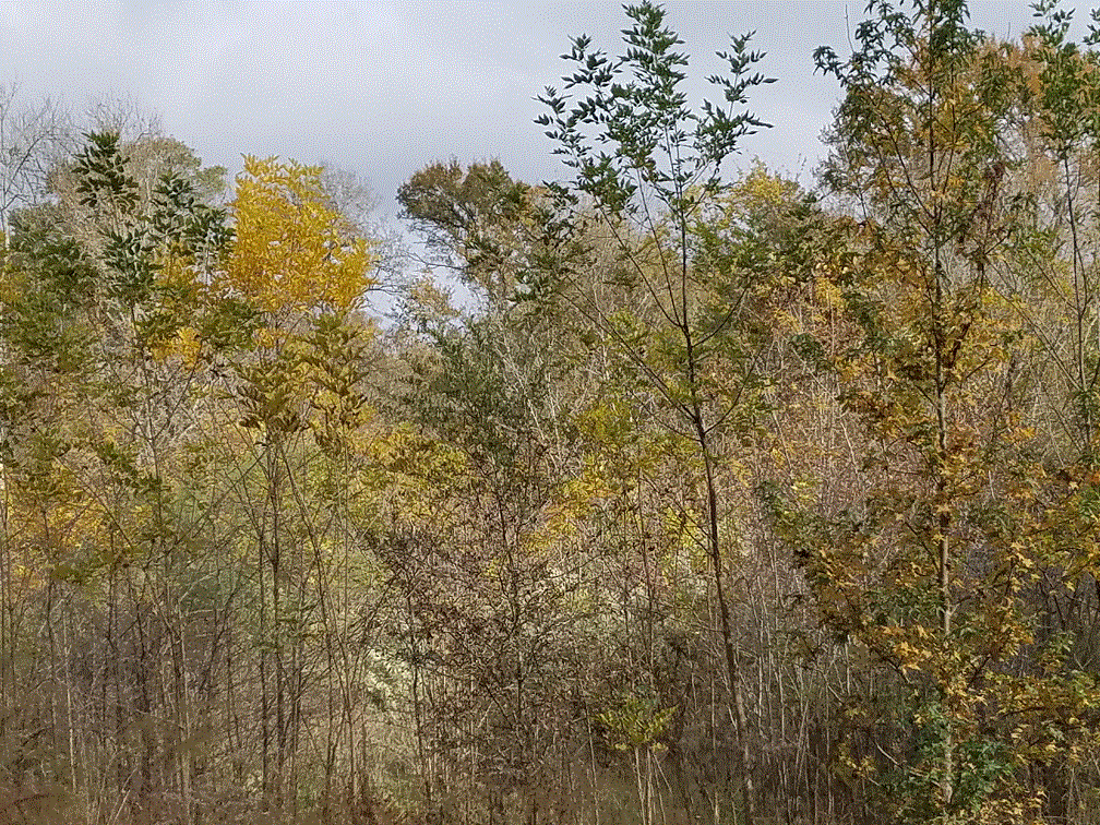 Tree Top Colors.gif