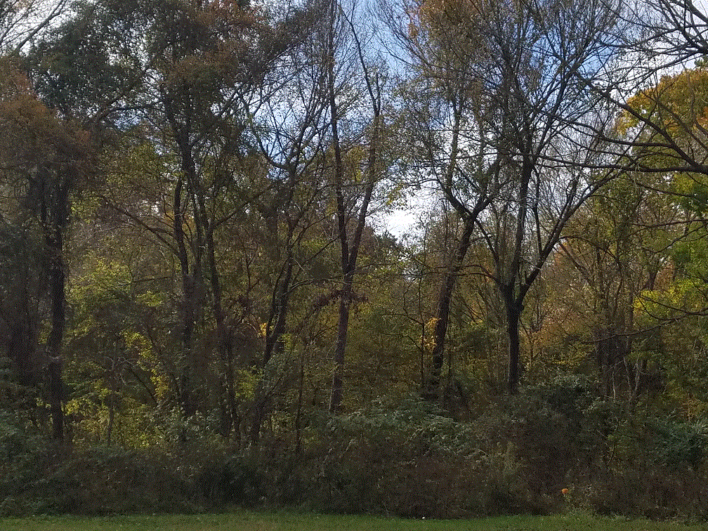 Thicket by the Meadow.gif