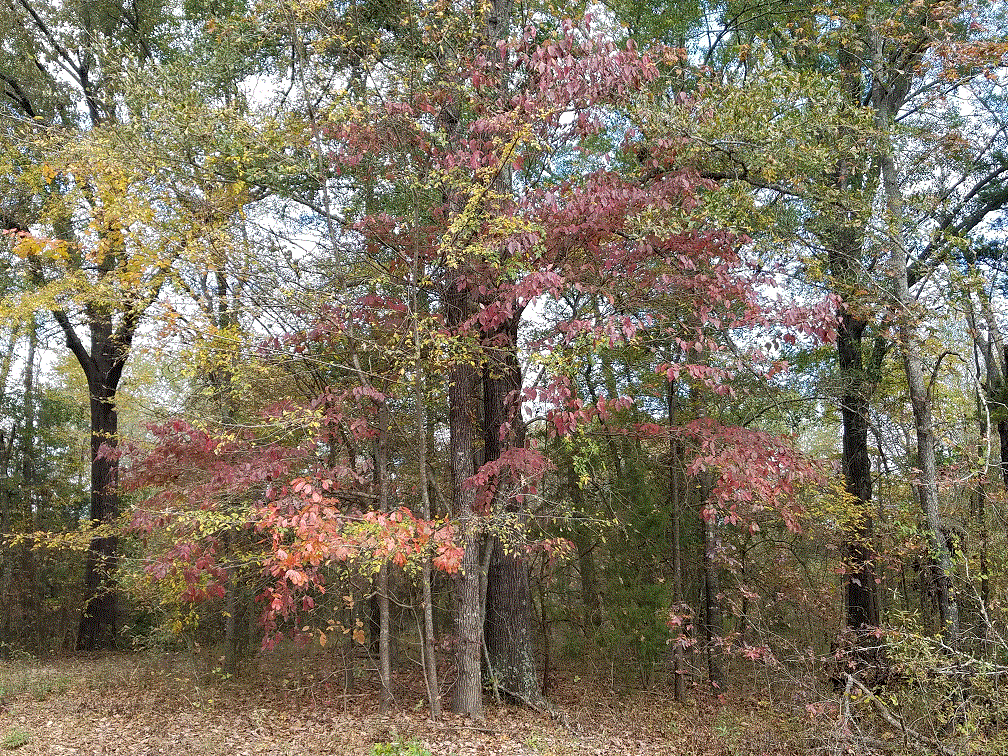 Colors by the Picnic.gif