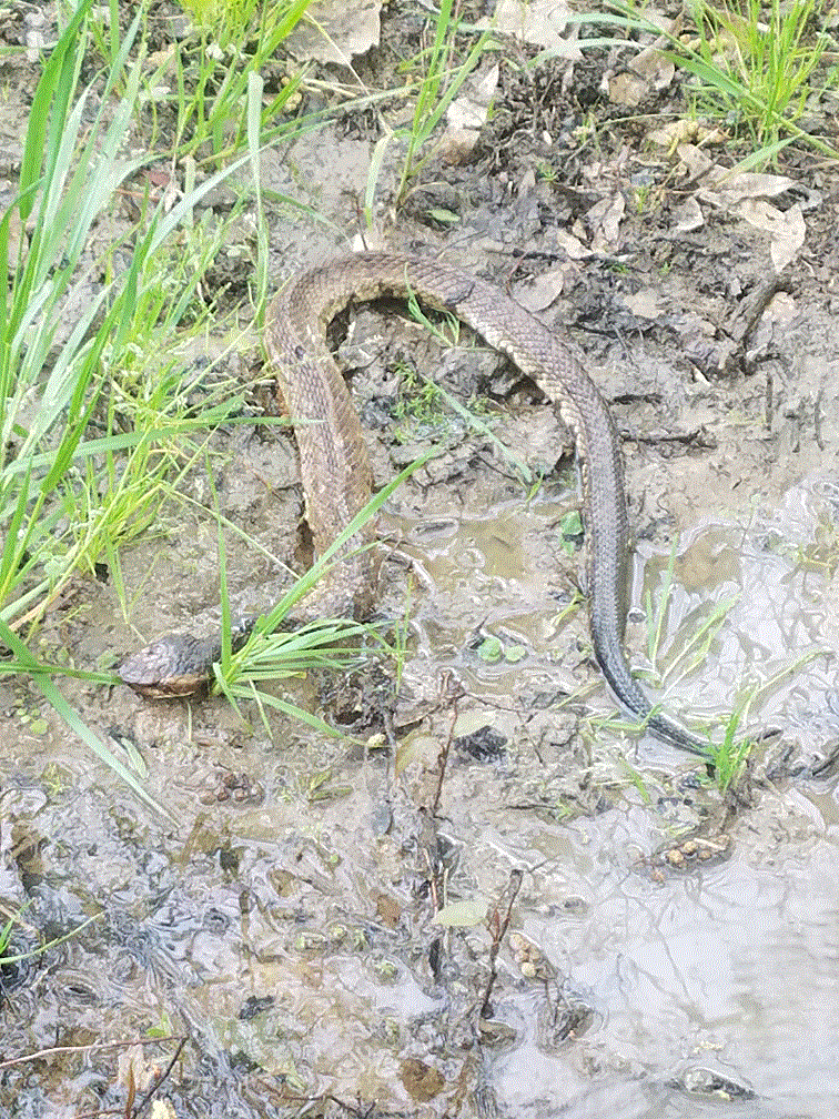Moccasin #5.gif