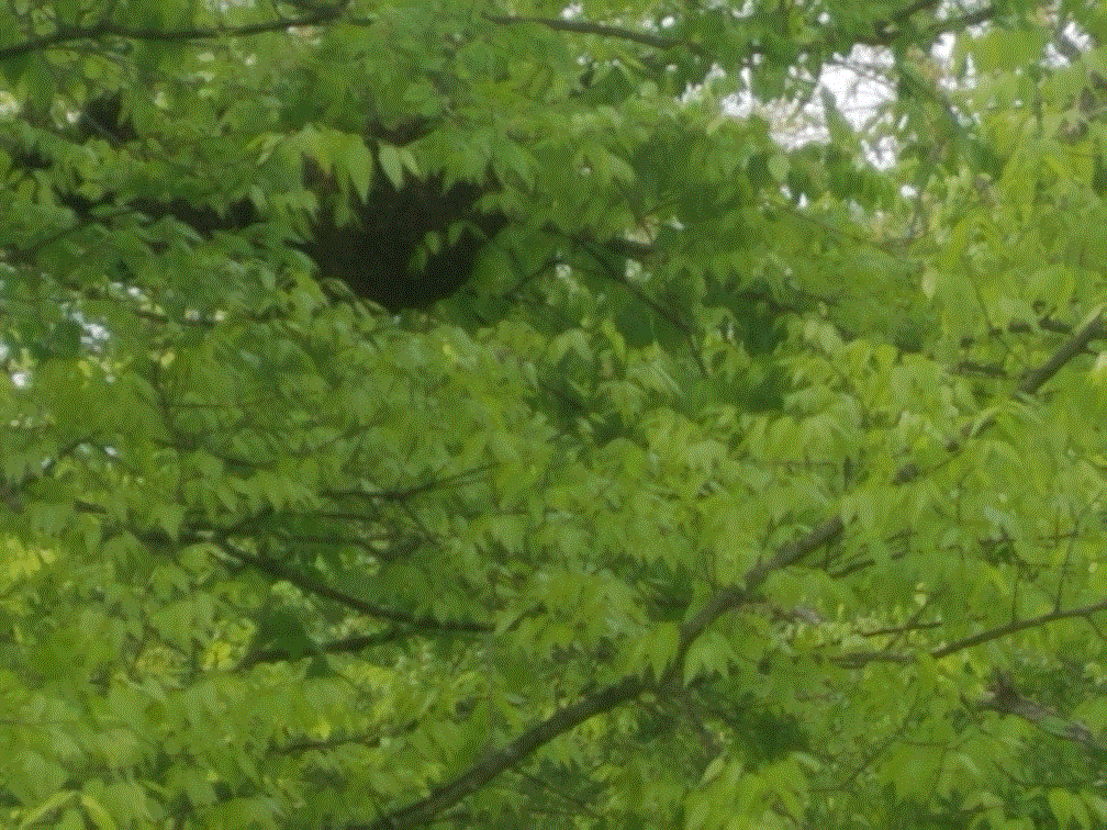 Honeybee Swarm 4-13-21.gif