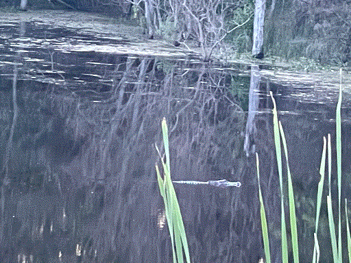 Gator in Papa's Pond 6-13-21.gif