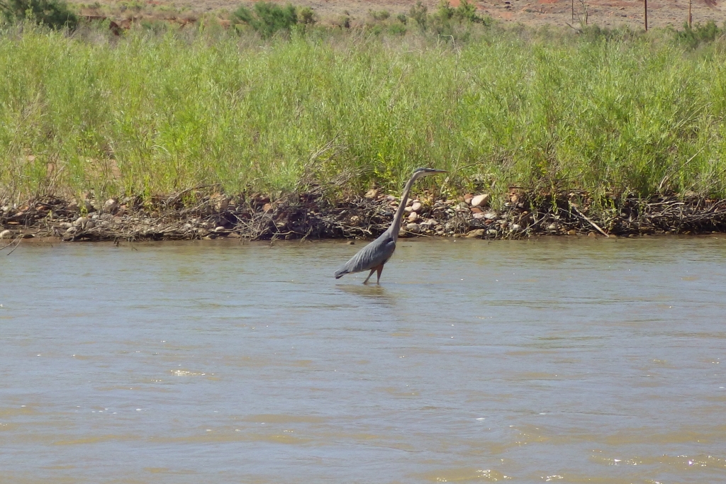 IMGP8645cs.jpg