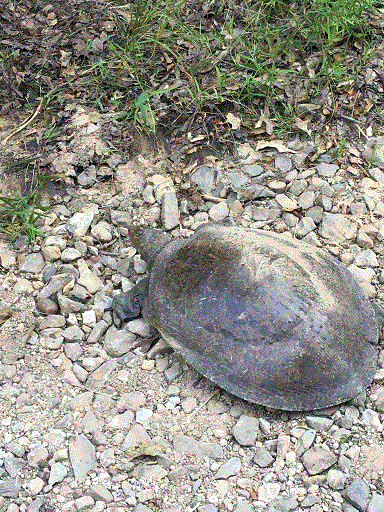 Softshell Turtle.gif