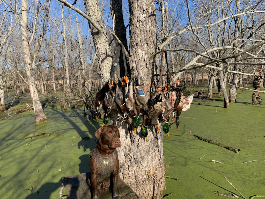 Duck Hunt 1-28-22.jpg