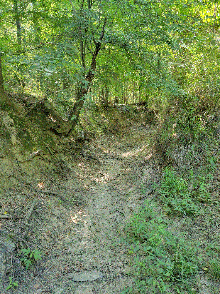 Old T-Rex Trail.gif