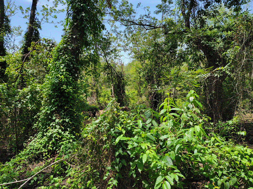 Panther Swamp 2.gif