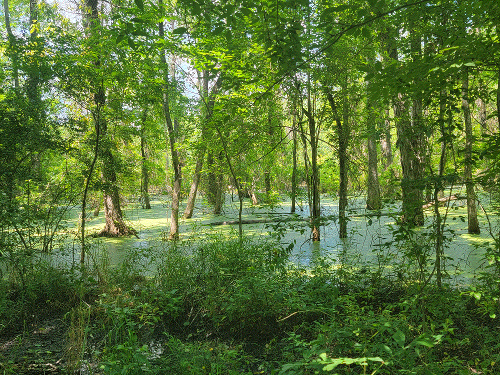 20210619_145605.gif