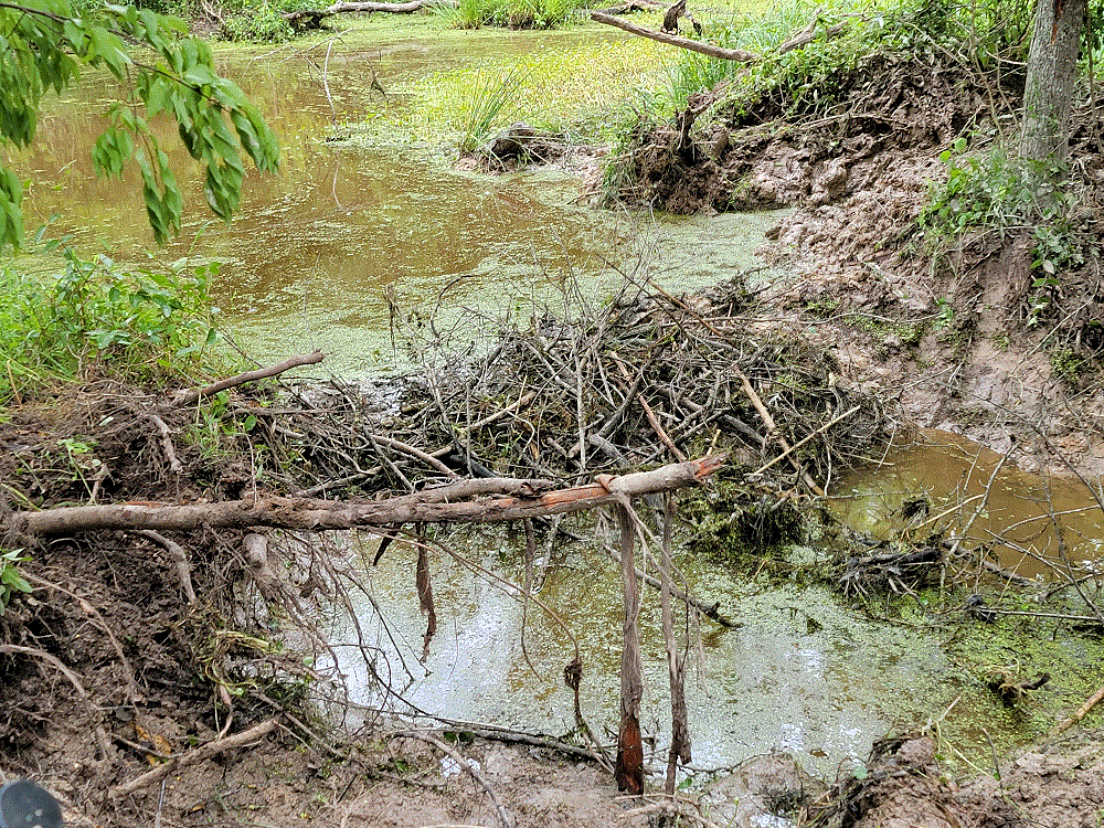 Beavers built back.gif