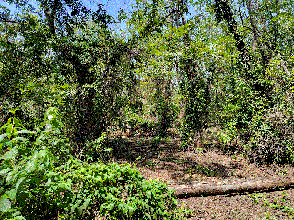 Panther Swamp Drained 1.gif