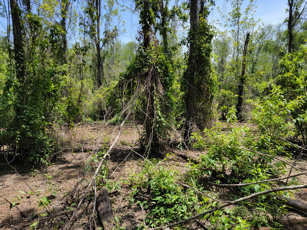 Panther Swamp Drained 3.gif