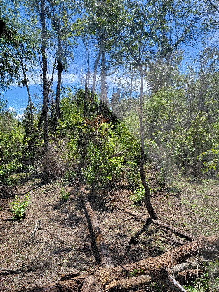 Panther Swamp Drained 5.gif