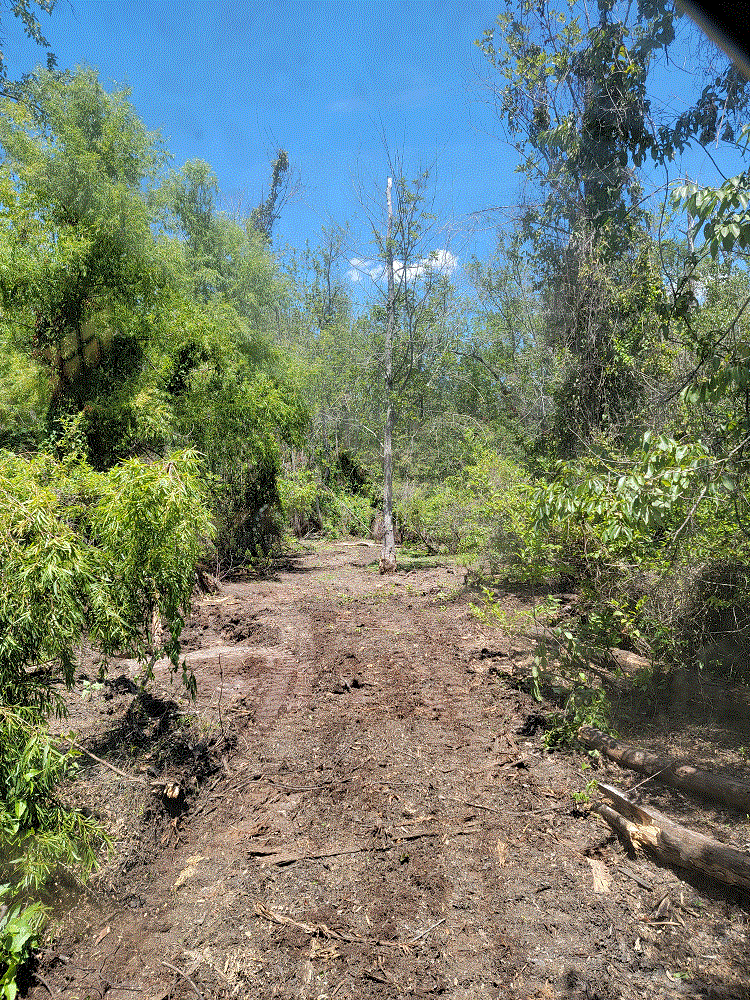 Panther Swamp Road.gif