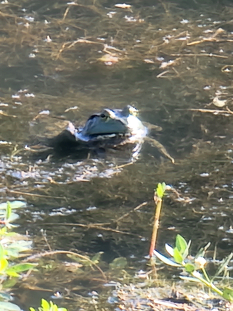 Bullfrog.gif
