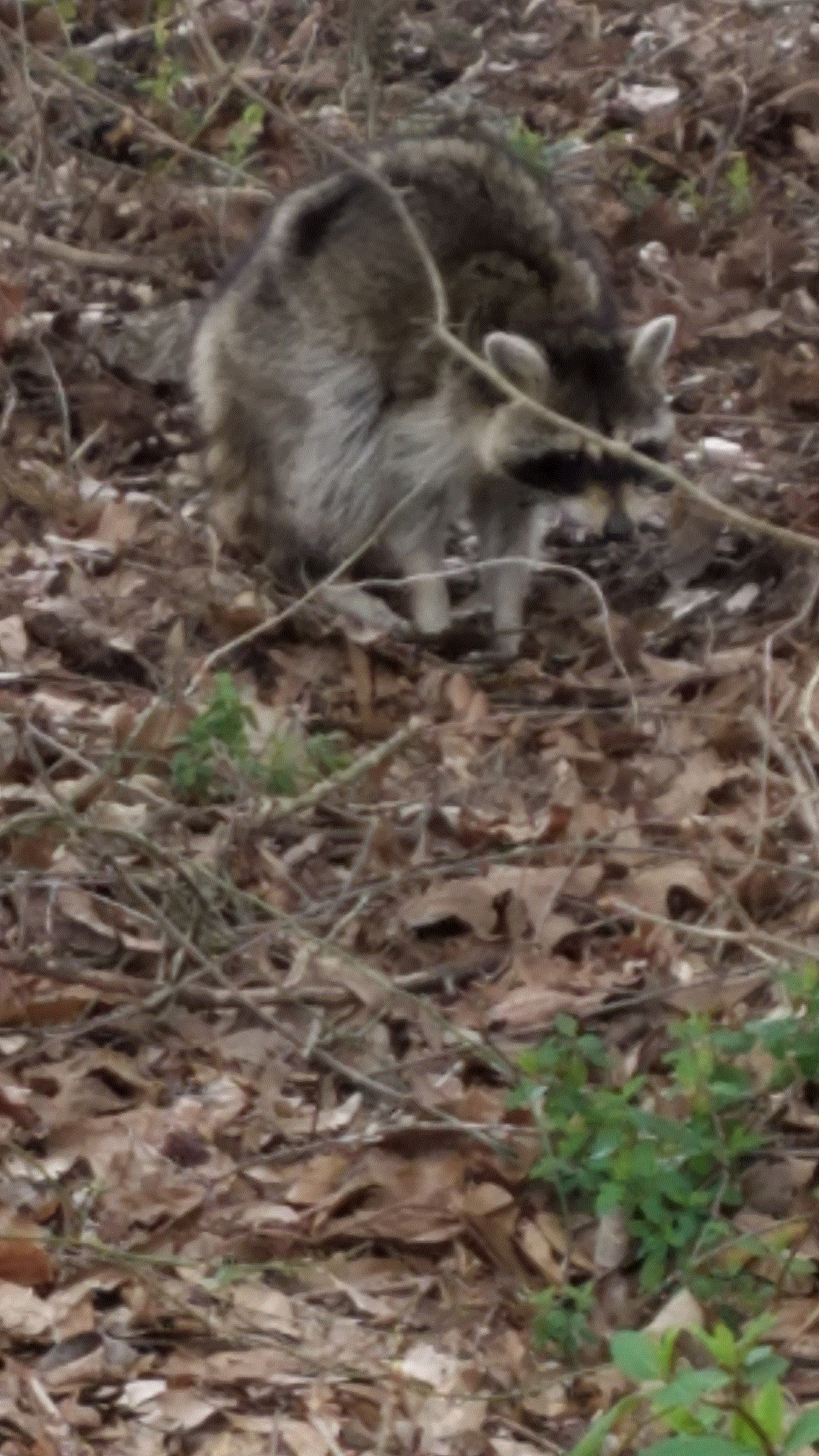 Coon.gif