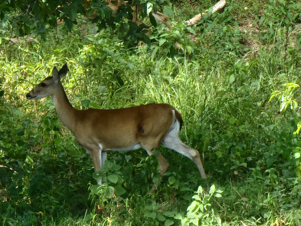 Whitetail Doe.gif