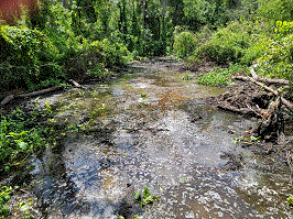 Swamp #3.gif
