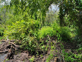 Swamp #1.gif