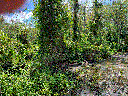 Swamp #2.gif
