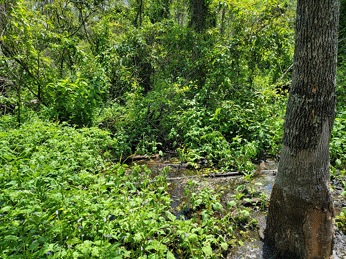 Swamp #4.gif