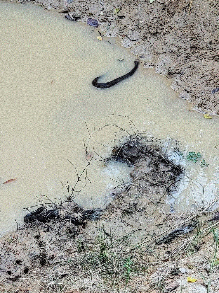 2 moccasins 10-12-22.gif