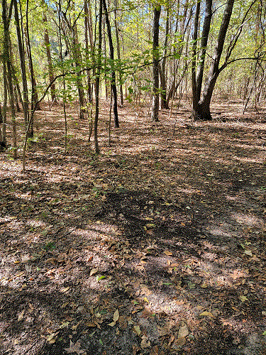 Buck Scrape.gif
