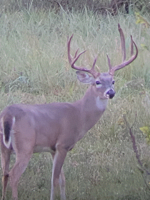 Buck #1.gif
