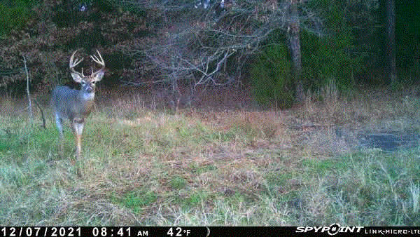Buck#2.gif