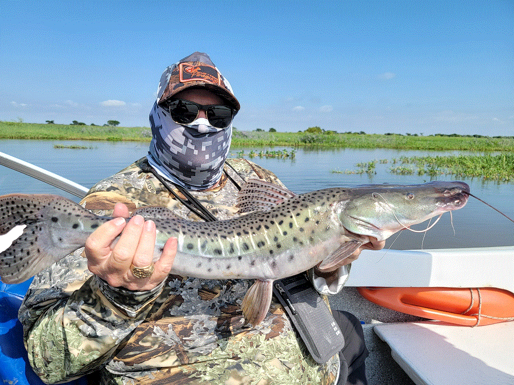 Surubi Catfish.gif